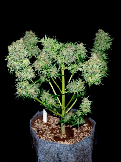 Cino's mixed auto garden. Week 13 - 2026/01/26: GZ