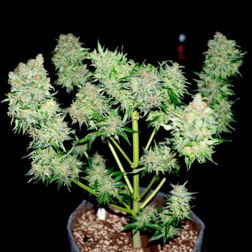 Cino's mixed auto garden. Week 13 - 2026/01/26: GZ