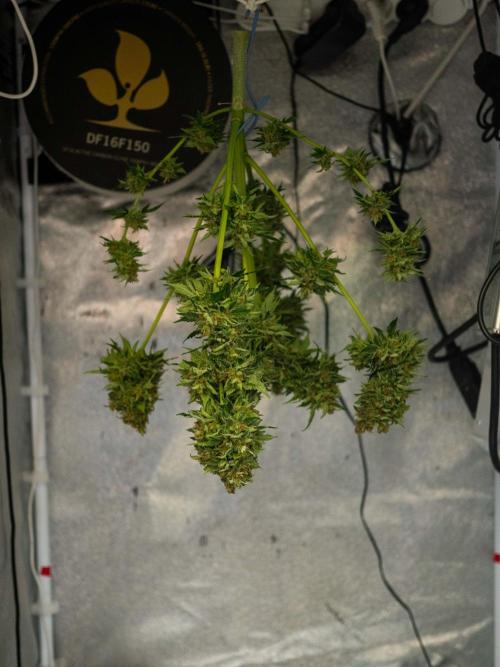 Cino's mixed auto garden. Week 13 - 2026/01/26:: till next week...