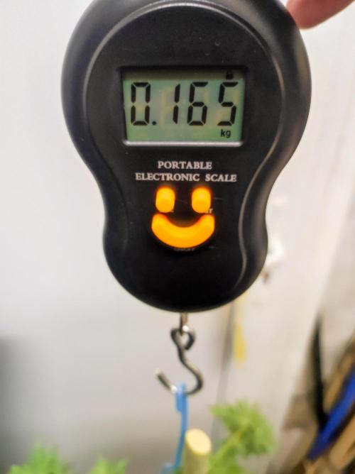 Cino's mixed auto garden. Week 13 - 2026/01/26: wet weight