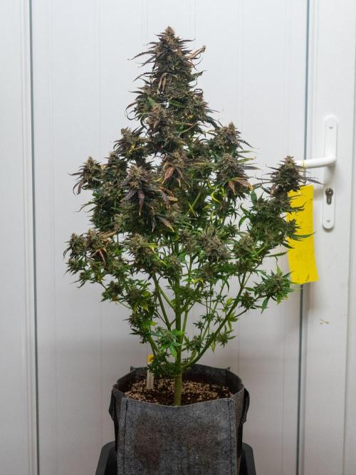 Cino's mixed auto garden. Week 13 - 2026/01/26: MD