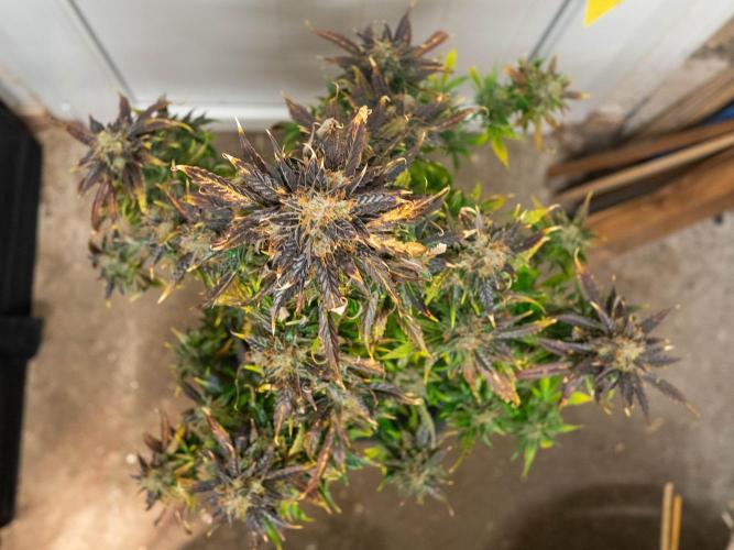 Cino's mixed auto garden. Week 13 - 2026/01/26: MD