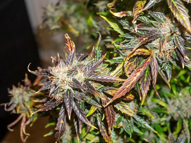 Cino's mixed auto garden. Week 13 - 2026/01/26: MD