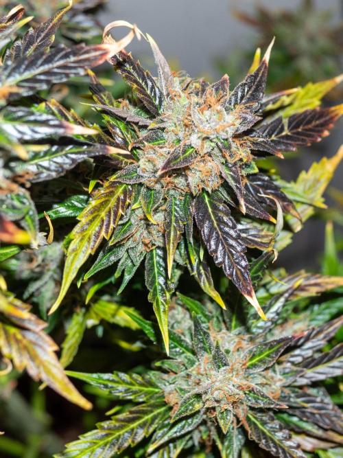 Cino's mixed auto garden. Week 13 - 2026/01/26: MD