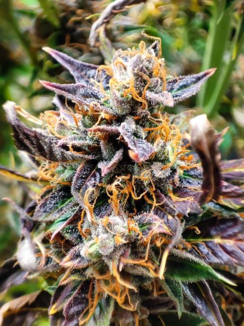 Cino's mixed auto garden. Week 13 - 2026/01/30: good to harvest!