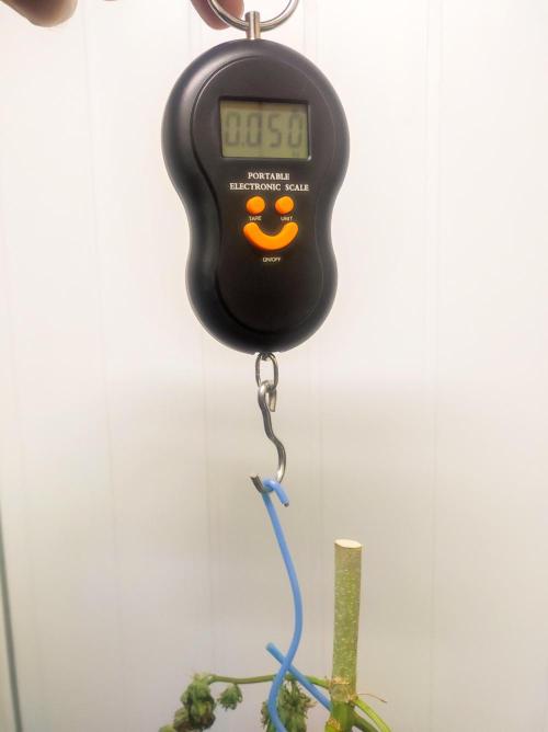 Cino's mixed auto garden. Week 13 - 2026/01/31: weight seems stabilized