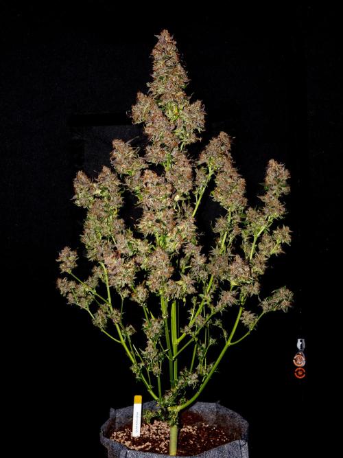 Cino's mixed auto garden. Week 14 - 2026/01/31