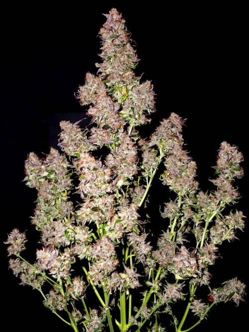 Cino's mixed auto garden. Week 14 - 2026/01/31