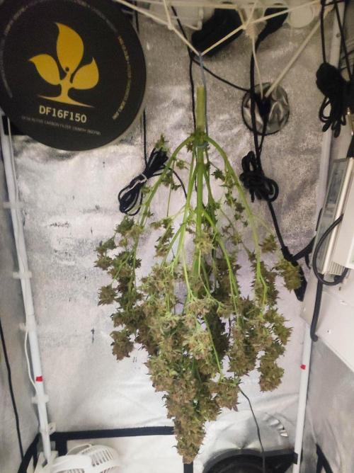 Cino's mixed auto garden. Week 14 - 2026/01/31