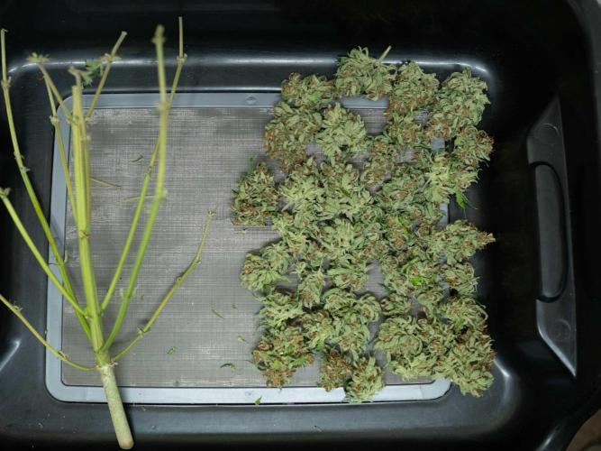 Cino's mixed auto garden. Week 13 - 2026/02/01: free buds