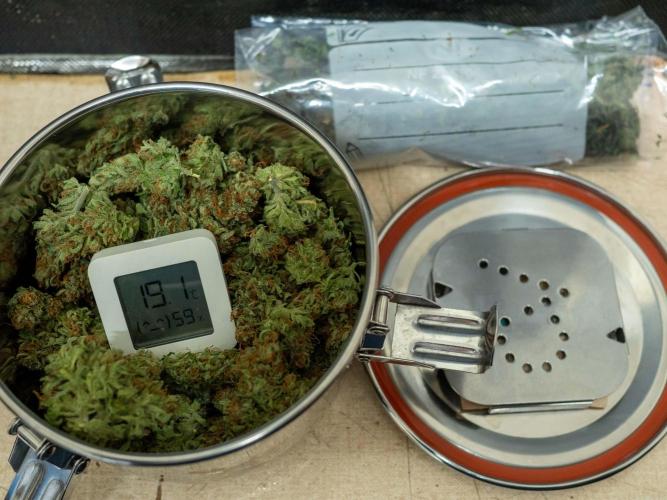 Cino's mixed auto garden. Week 13 - 2026/02/01: ready for 3 monthes curing