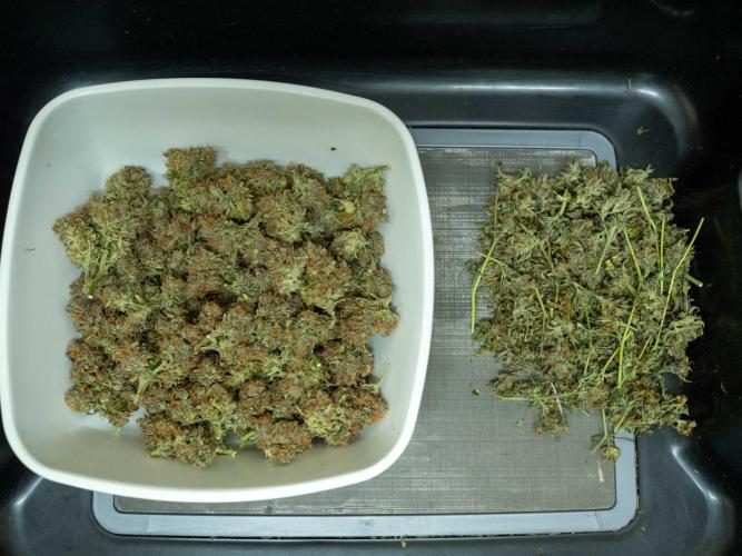 Cino's mixed auto garden. Week 14 - 2026/02/06: trimmed