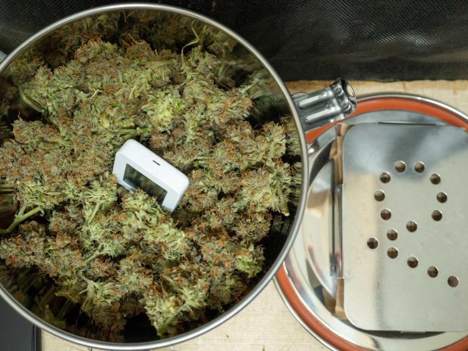 Cino's mixed auto garden. Week 14 - 2026/02/06: ready for 3 monthes curing