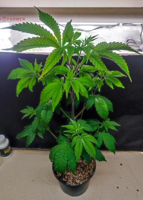 SOG Ayahuasca Purple (CLONES). Week 1 - 2026/01/03: it's time to cut clones