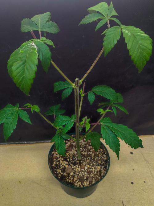 SOG Ayahuasca Purple (CLONES). Week 1 - 2026/01/03: that's enough