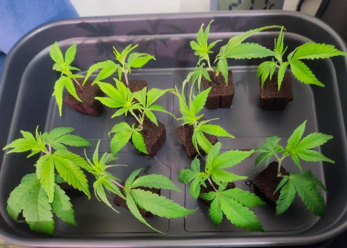 SOG Ayahuasca Purple (CLONES). Week 1 - 2026/01/03: the chosen ones