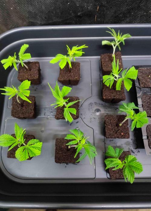 SOG Ayahuasca Purple (CLONES). Week 1 - 2026/01/03: haircut done