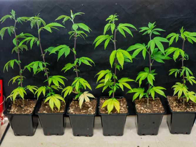 SOG Ayahuasca Purple (CLONES). Week 2