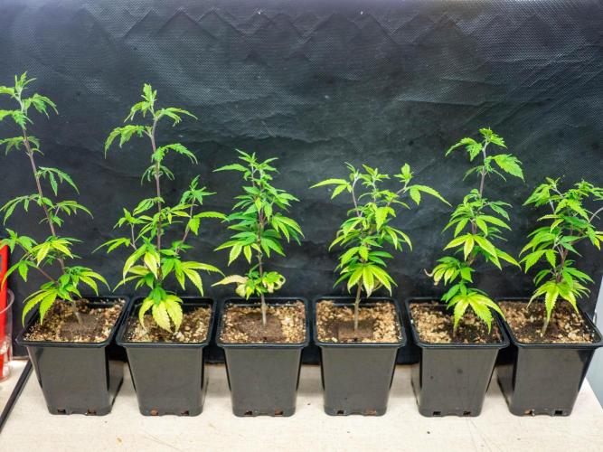SOG Ayahuasca Purple (CLONES). Week 2