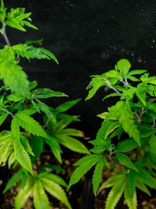 SOG Ayahuasca Purple (CLONES). Week 2
