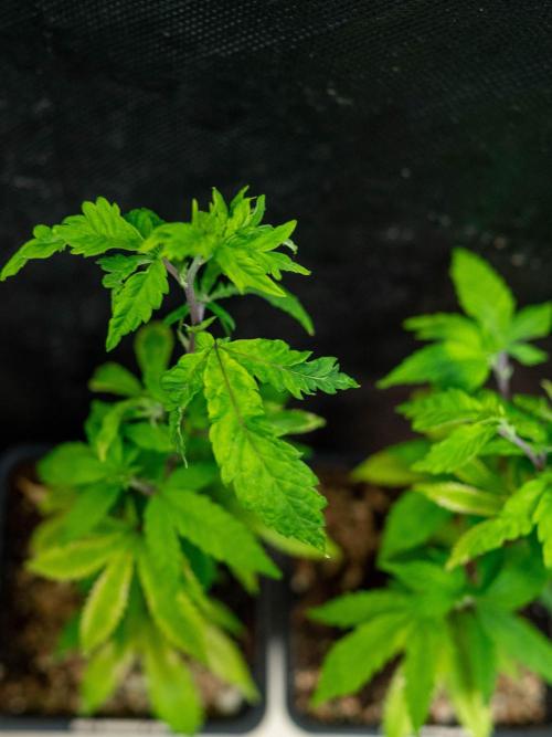 SOG Ayahuasca Purple (CLONES). Week 2