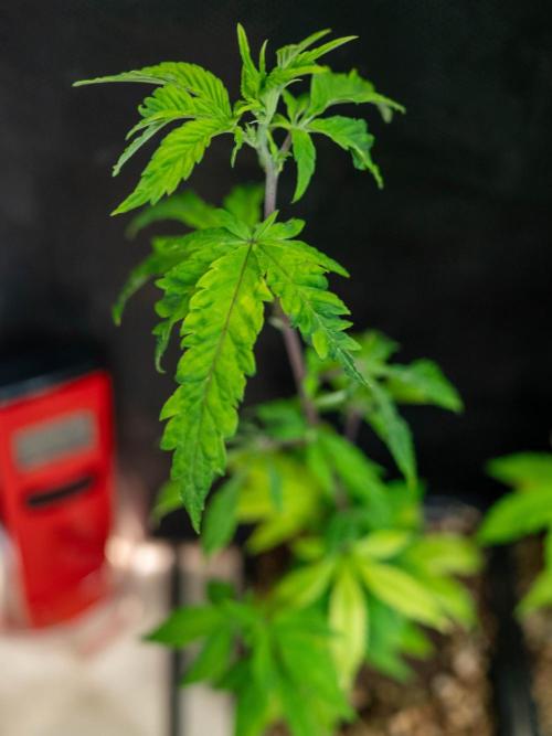SOG Ayahuasca Purple (CLONES). Week 2