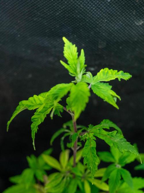 SOG Ayahuasca Purple (CLONES). Week 2