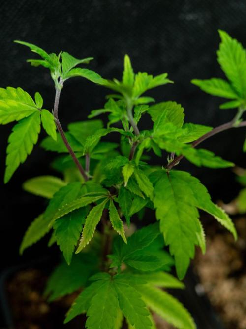 SOG Ayahuasca Purple (CLONES). Week 2