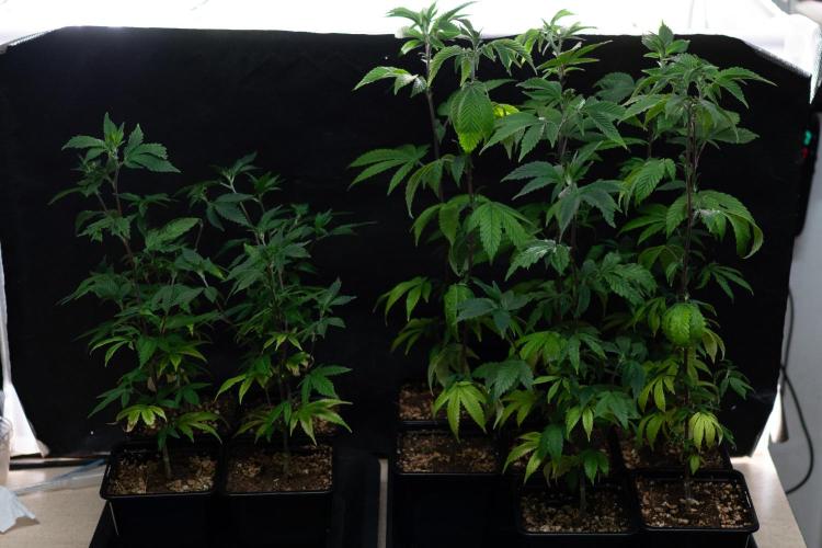 SOG Ayahuasca Purple (CLONES). Week 3