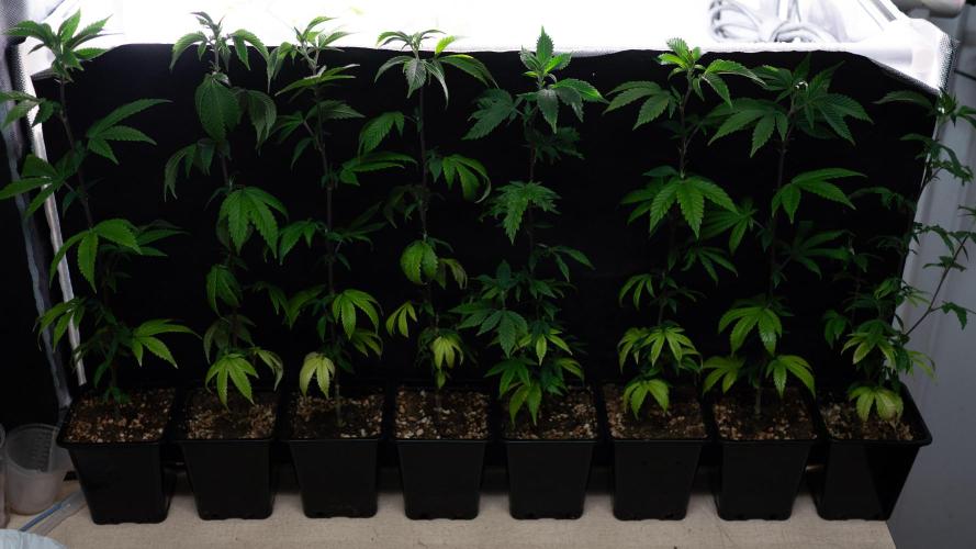 SOG Ayahuasca Purple (CLONES). Week 3