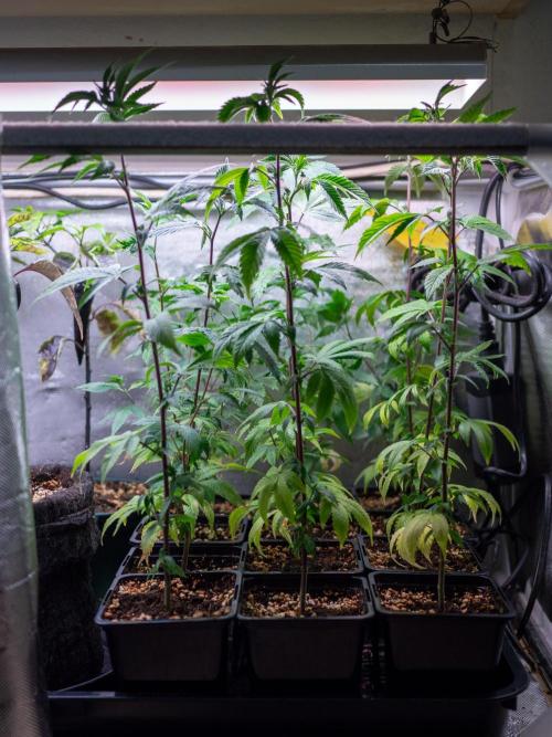 SOG Ayahuasca Purple (CLONES). Week 3