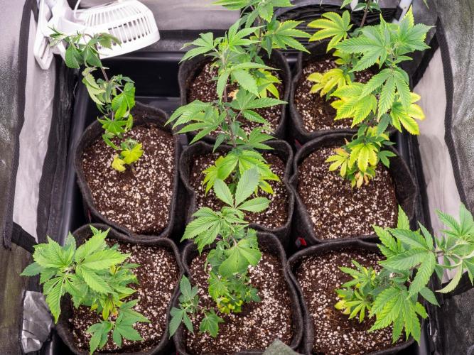 SOG Ayahuasca Purple (CLONES). Week 4