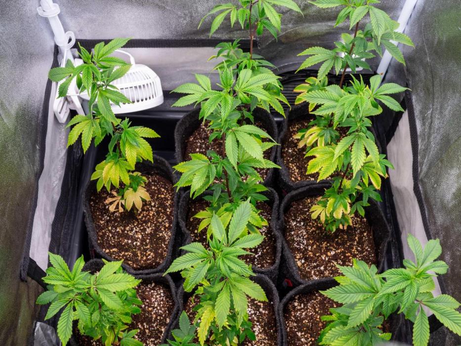 SOG Ayahuasca Purple (CLONES). Week 5