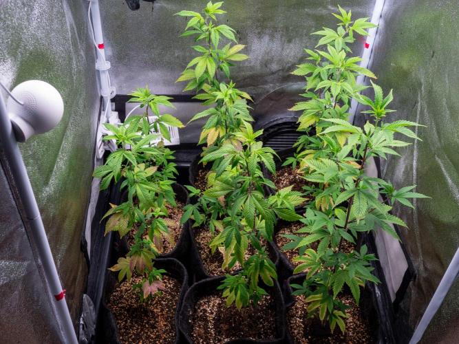 SOG Ayahuasca Purple (CLONES). Week 6