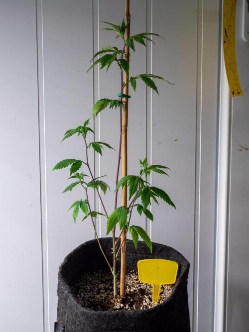SOG Ayahuasca Purple (CLONES). Week 6