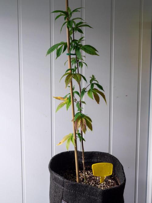SOG Ayahuasca Purple (CLONES). Week 6