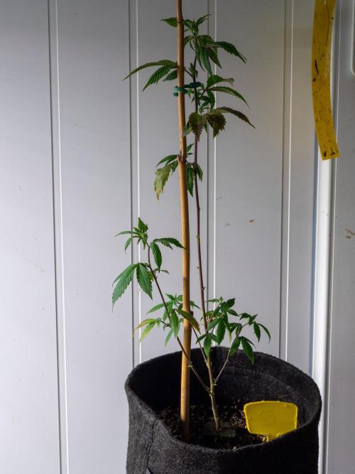 SOG Ayahuasca Purple (CLONES). Week 6