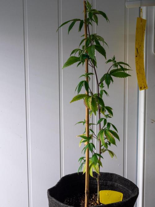 SOG Ayahuasca Purple (CLONES). Week 6