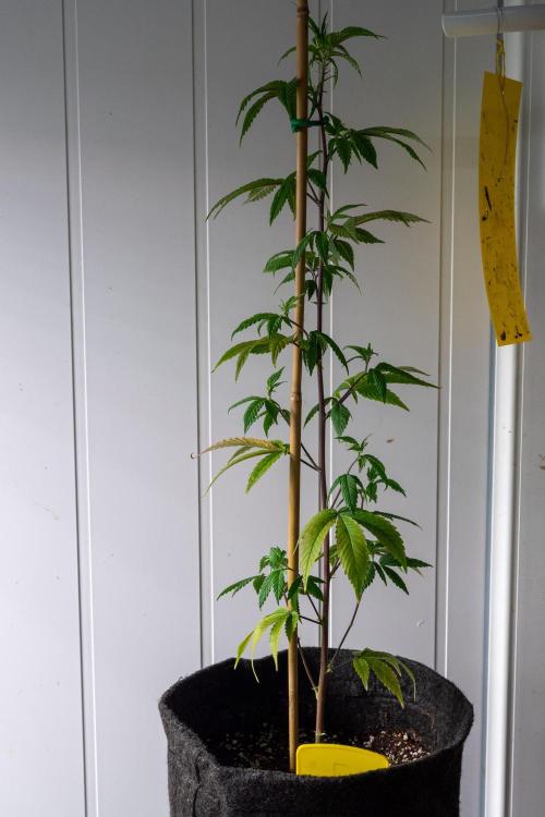 SOG Ayahuasca Purple (CLONES). Week 6