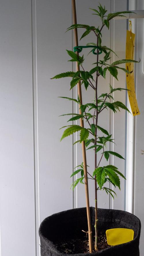 SOG Ayahuasca Purple (CLONES). Week 6