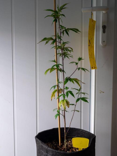 SOG Ayahuasca Purple (CLONES). Week 6