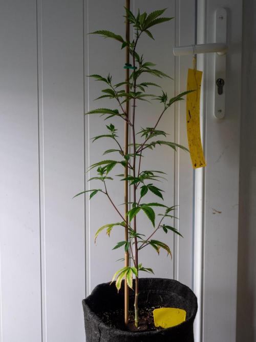 SOG Ayahuasca Purple (CLONES). Week 6
