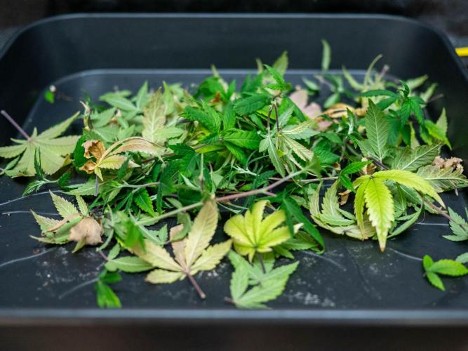 SOG Ayahuasca Purple (CLONES). Week 6