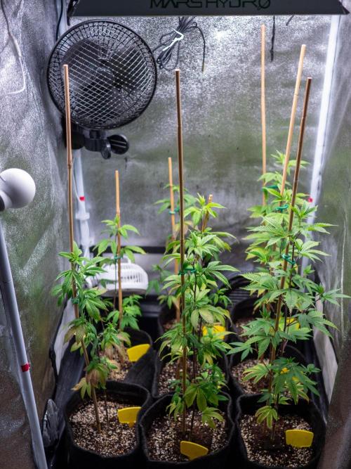 SOG Ayahuasca Purple (CLONES). Week 6