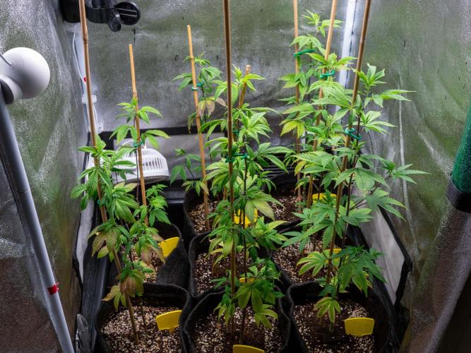 SOG Ayahuasca Purple (CLONES). Week 6