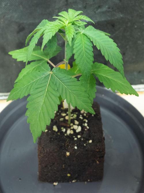 Cino's Ayahuasca Purple. Week 1