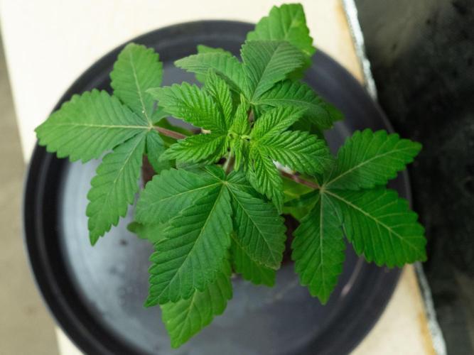 Cino's Ayahuasca Purple. Week 1