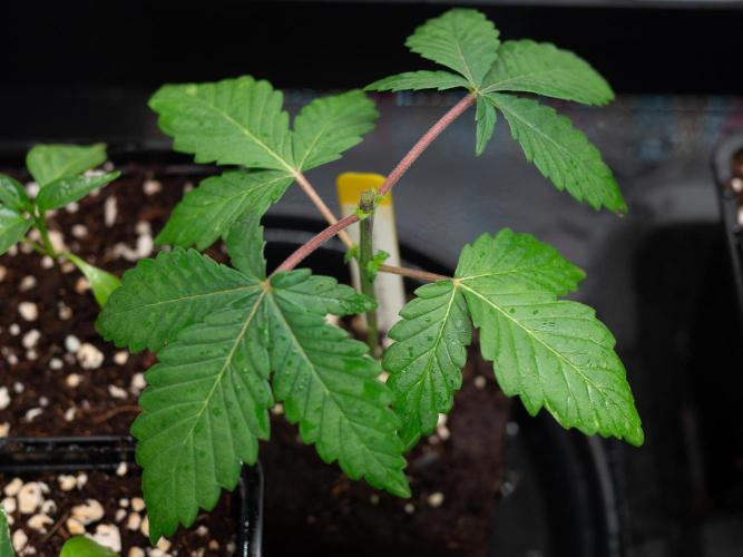 Cino's Ayahuasca Purple. Week 1