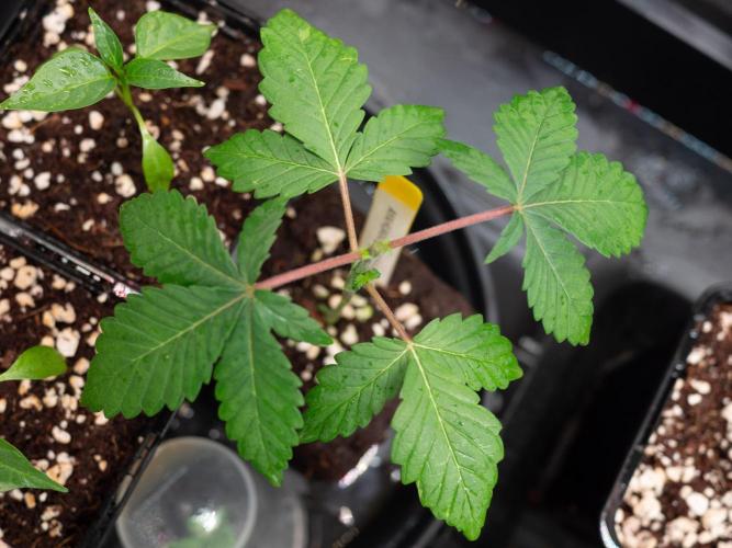 Cino's Ayahuasca Purple. Week 1