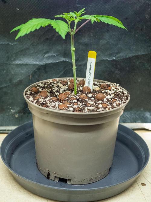 Cino's Ayahuasca Purple. Week 2